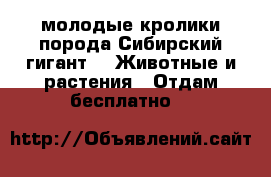 молодые кролики порода Сибирский гигант -  Животные и растения » Отдам бесплатно   